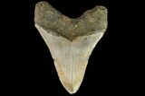 Fossil Megalodon Tooth - North Carolina #109858-2